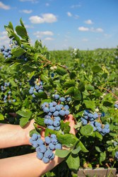 Садоводческое хозяйство в Польше примет на работу мужчин и женщин